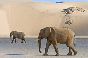 Wüstenelefanten in den Sanddünen