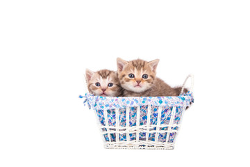 Fototapeta na wymiar Two little kittens British striped brown sitting in a basket. Kitten one month.