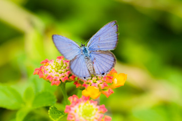 ランタナの花にとまるシジミチョウ