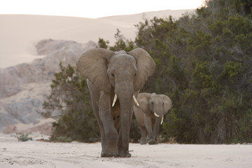 Wüstenelefanten