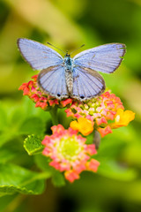 ランタナの花にとまるシジミチョウ