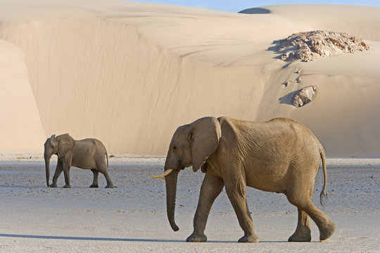 Wüstenelefanten in den Sanddünen