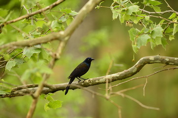 GRACKLE PHOTO
