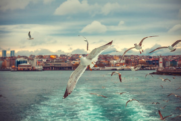 Gulls in Istanbul photo from the ferry
