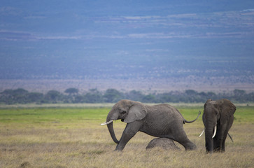Fototapeta premium Afrikanischer Elefant