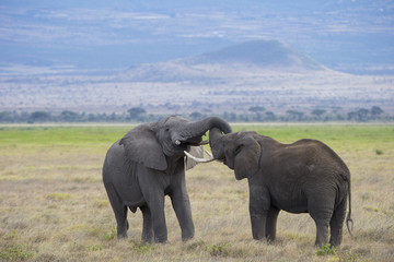 Fototapeta na wymiar Kämpfende Elefanten