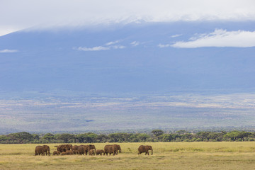 Fototapeta na wymiar Elefanten mit Kilimandscharo