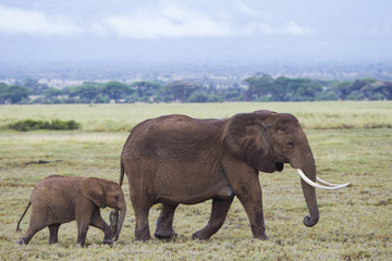 Elefant mit Kalb