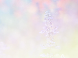 Sweet color flower for background design soft and blur style