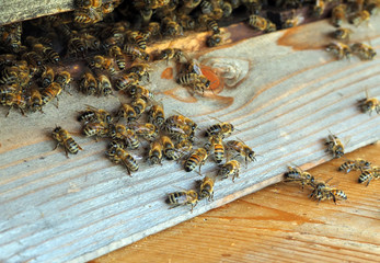 Bienenstock