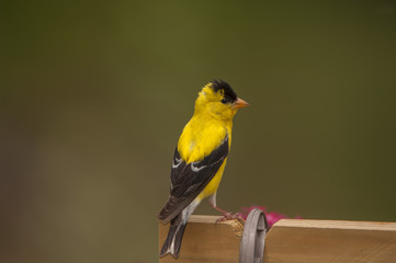 GOLDFINCH PHOTO