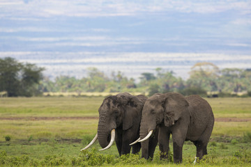 Fototapeta na wymiar Elefant bei der Nahrungsaufnahme
