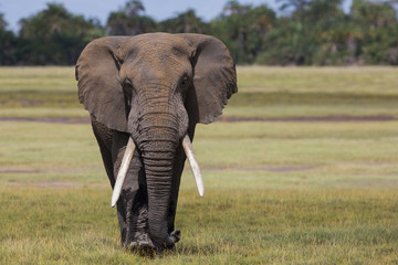 Plakat Afrikanischer Elefant