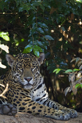 Jaguar beim Ausruhen