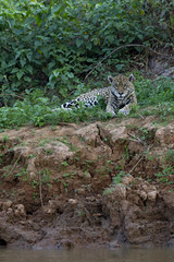 Jaguar beim Ausruhen