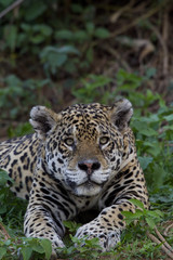 Jaguarweibchen
