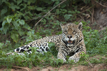 Jaguar beim Ausruhen