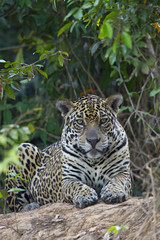 Jaguar beobachtet die Beute