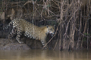 Fototapeta na wymiar Jaguar auf der Jagd