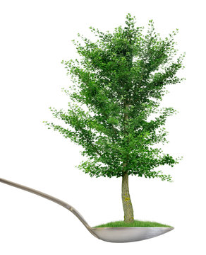 Symbol Lebenskraft L&ouml;ffel mit Ginkgobaum als Freisteller vor wei&szlig;em Hintergrund