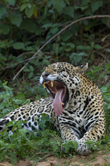 Jaguar am Gähnen
