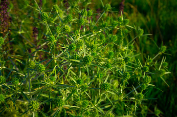 Green field prickly purple plant