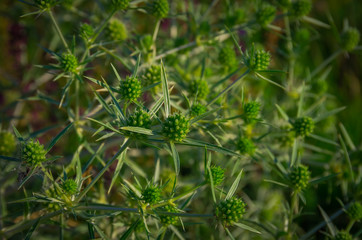 Green field prickly purple plant