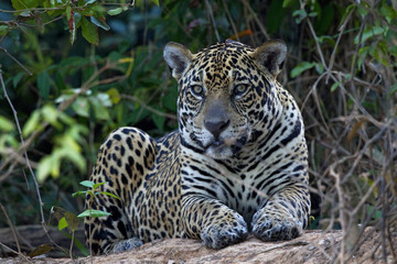 Jaguar beobachtet die Beute