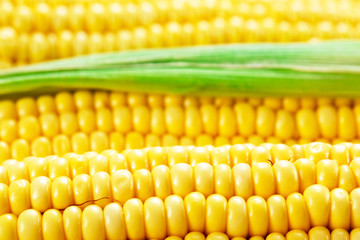 Corn