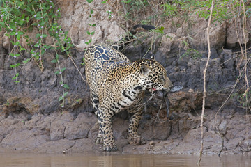 Jaguar hat Beute gemacht