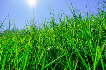Beautiful green grass