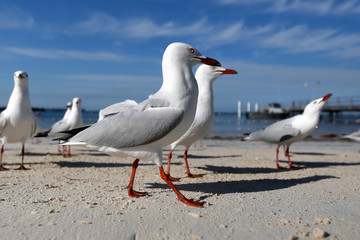 Silberkopfmöven in Australien (2)