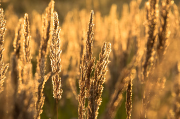 Fototapeta premium Beautiful yellow grass