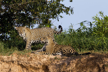 Jaguare auf einer Sandbank