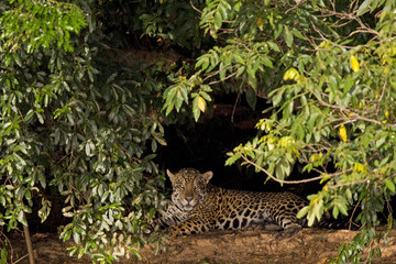 Jaguar beim Ausruhen