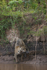 Jaguar hat Beute gemacht