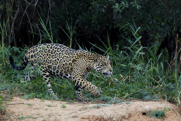 Jaguar auf der Jagd