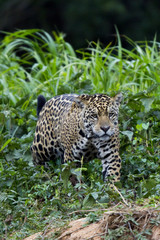 Fototapeta na wymiar Jaguar auf der Jagd