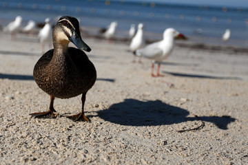 Ente auf Rottnest Island Australien
