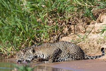 Fototapeta na wymiar Jaguare beim Trinken