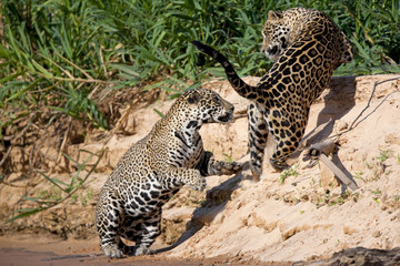Jaguare beim Kämpfen