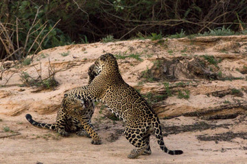 Jaguare beim Kämpfen