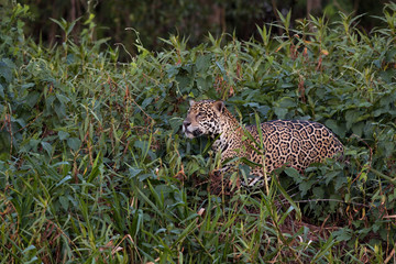 Jaguar auf der Jagd