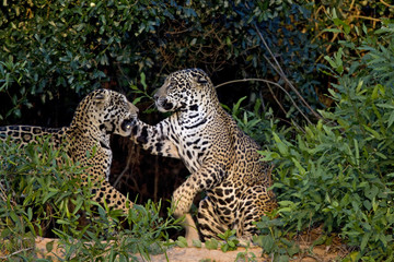 Jaguare beim Kämpfen
