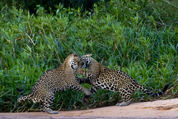 Jaguare beim Kämpfen