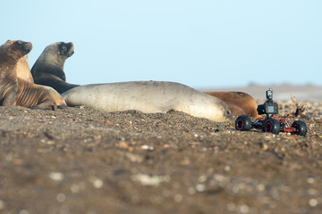 Naklejka premium terrestrial drone cameera near elephant seal