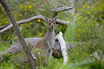 Känguru im Wald
