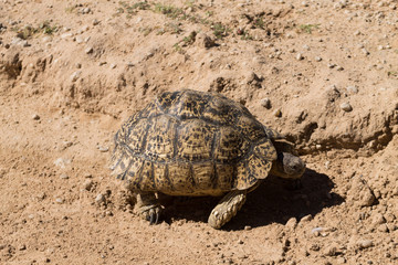 Leopard tortoise