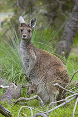 Känguru mit Jungtier im Wald
