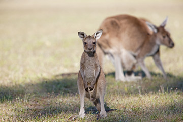 Junges Känguru